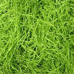Lime Green Shredded Paper